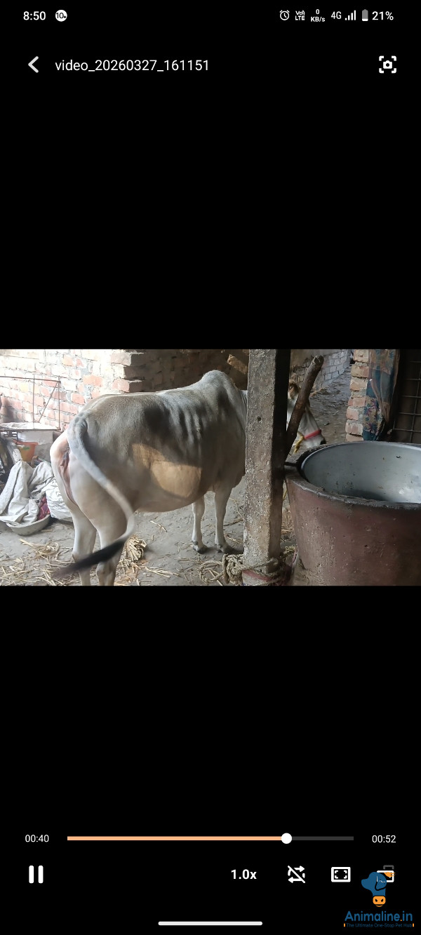 Premium  Cow for Adoption