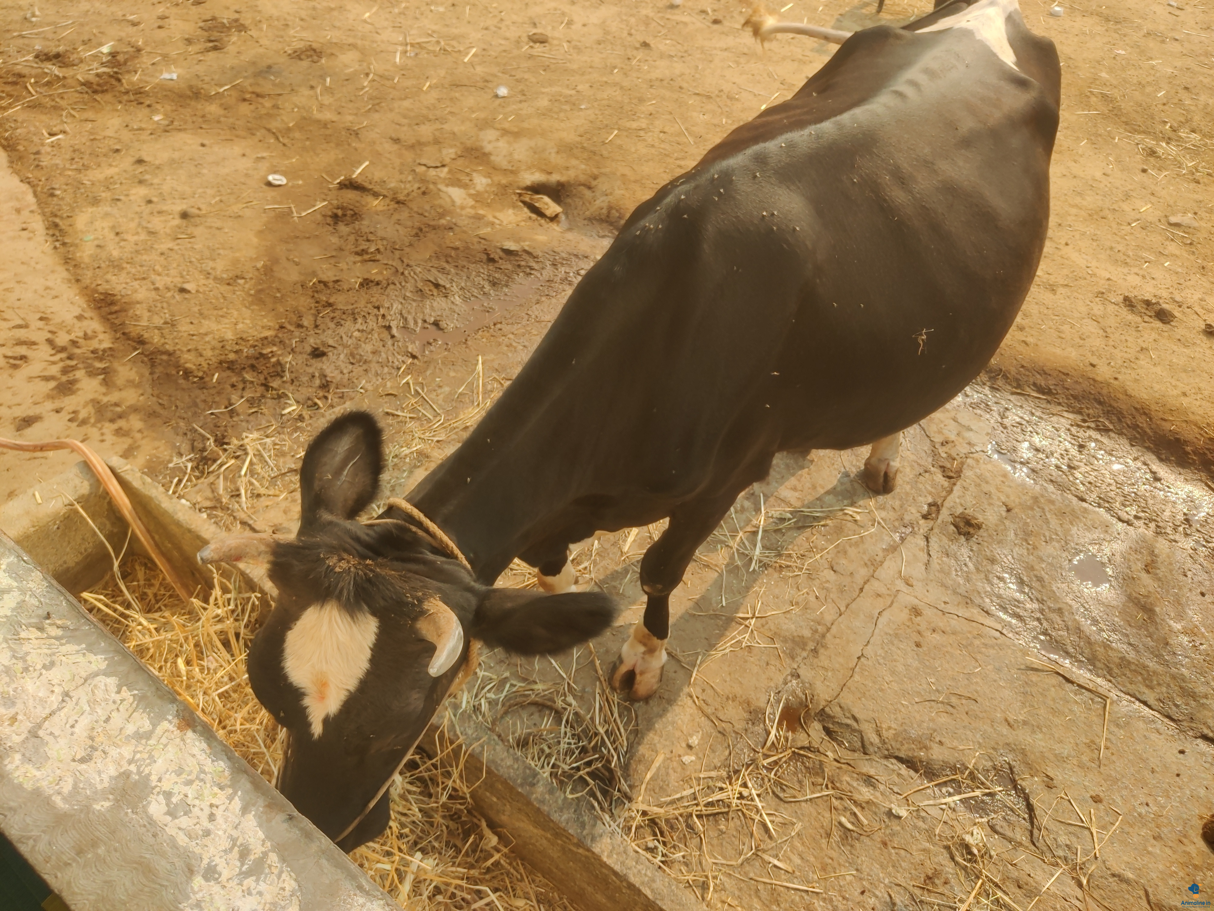 ಪ್ರೀಮಿಯಂ  Cow {}