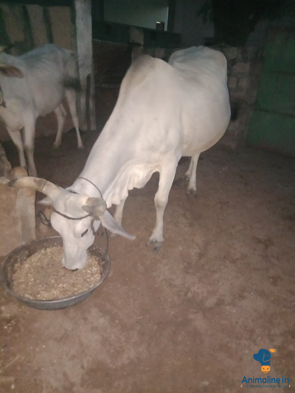 7 Year old / familiar with family member 