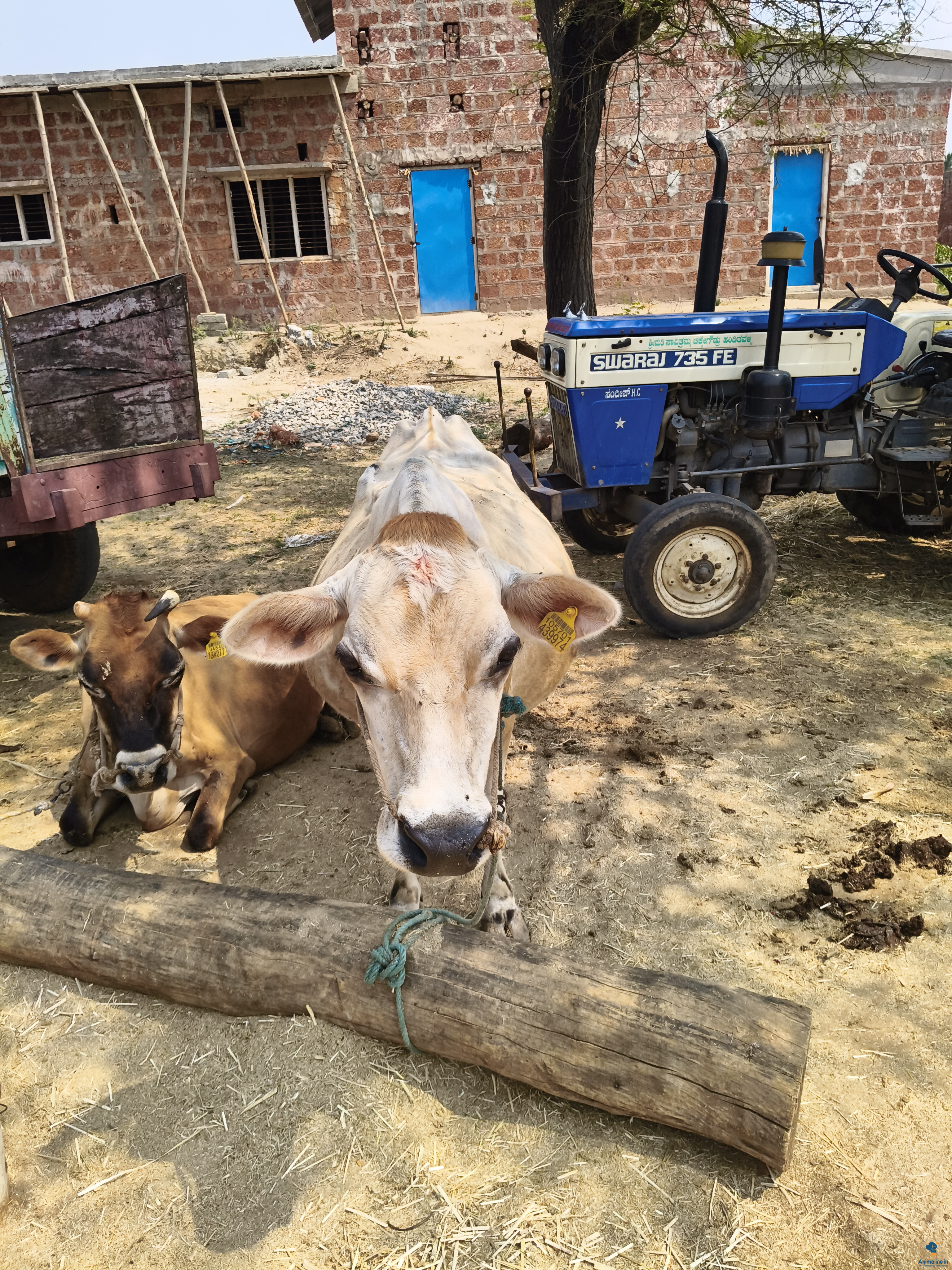 Healthy and Active   for Sale