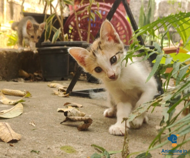 Healthy and Active Female  for Sale