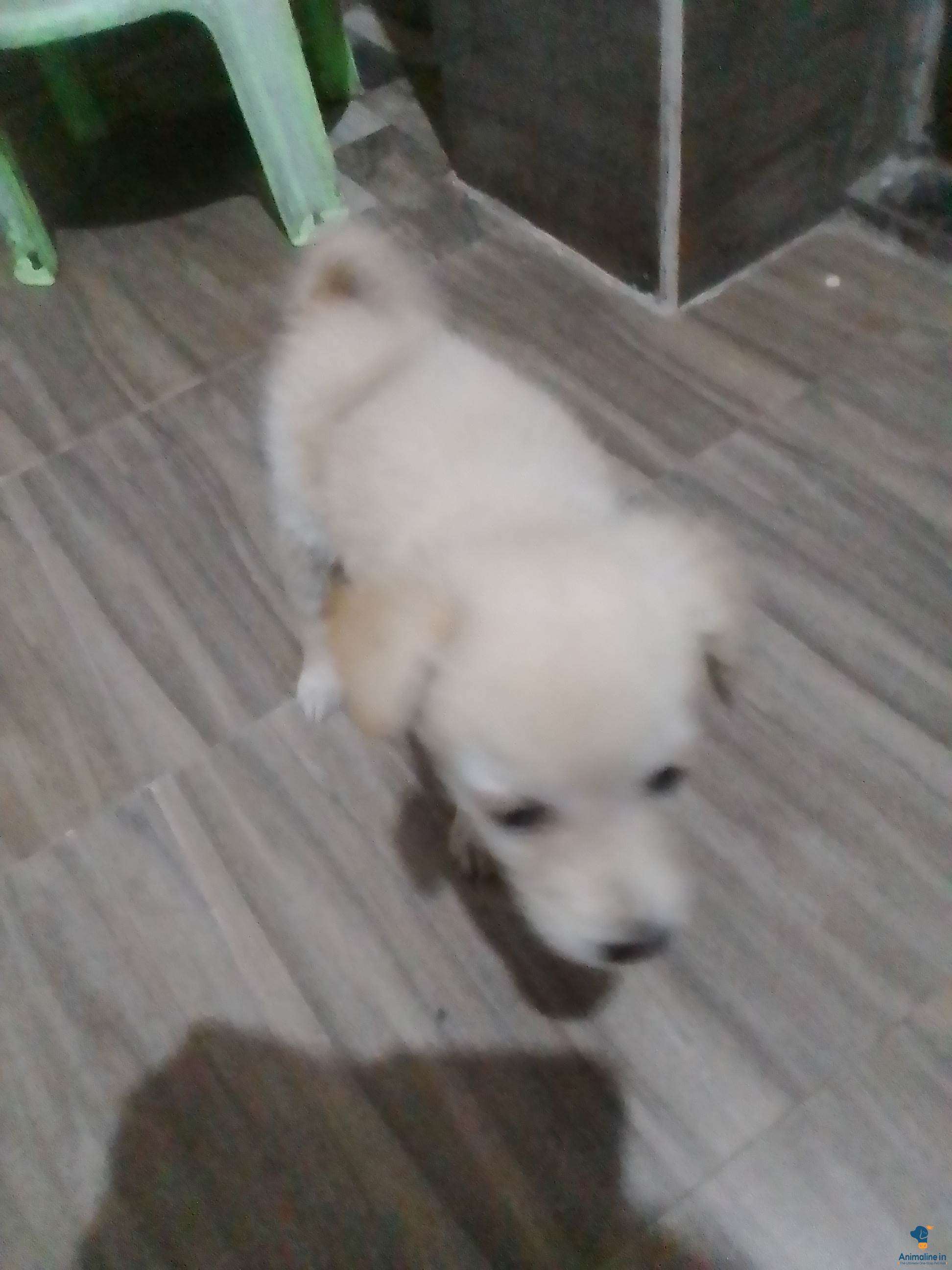 Beautiful Female Pomeranian looking for a Home