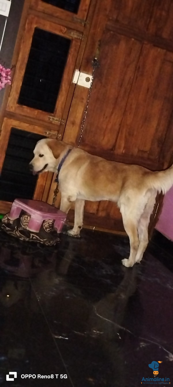 ಪ್ರೀಮಿಯಂ Golden Retriever ನಾಯಿ {}