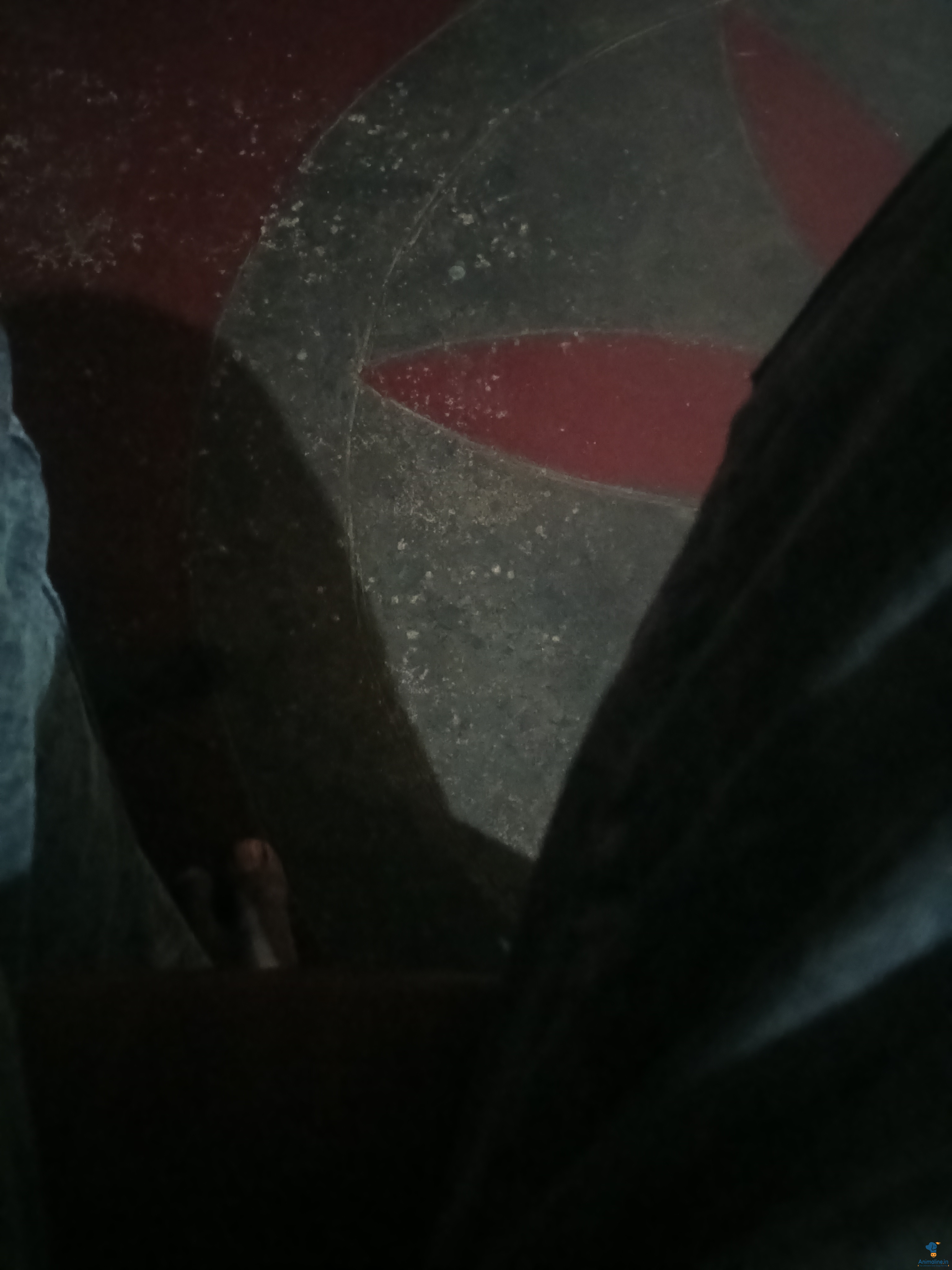 Healthy and Active Male&Females  for Sale