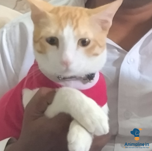 Hello,This sweet cat is looking for a loving and responsible