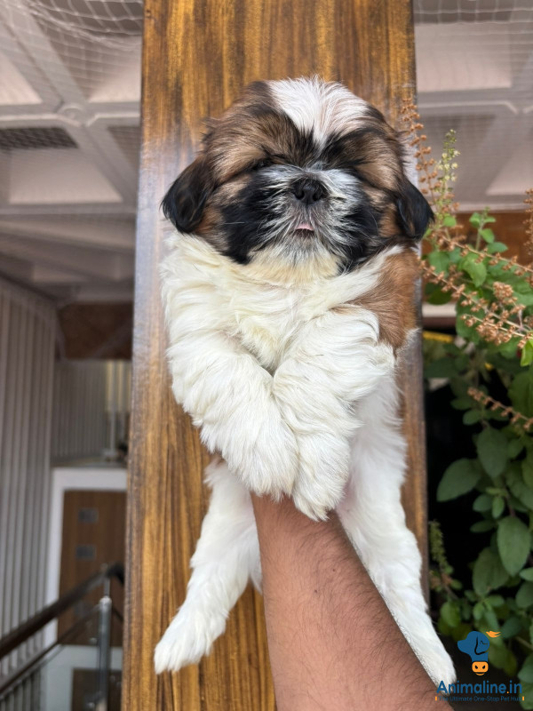 Beautiful Male&Females Shih Tzu looking for a Home