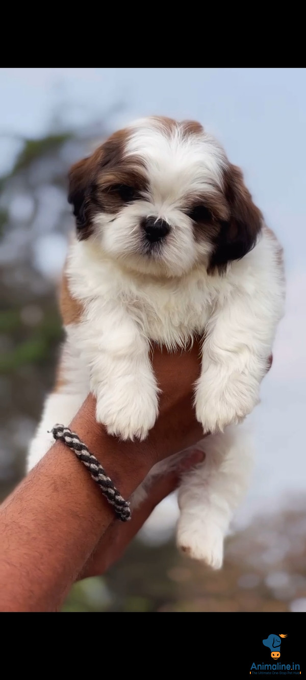 Healthy and Active Male&Females Shih Tzu for Sale