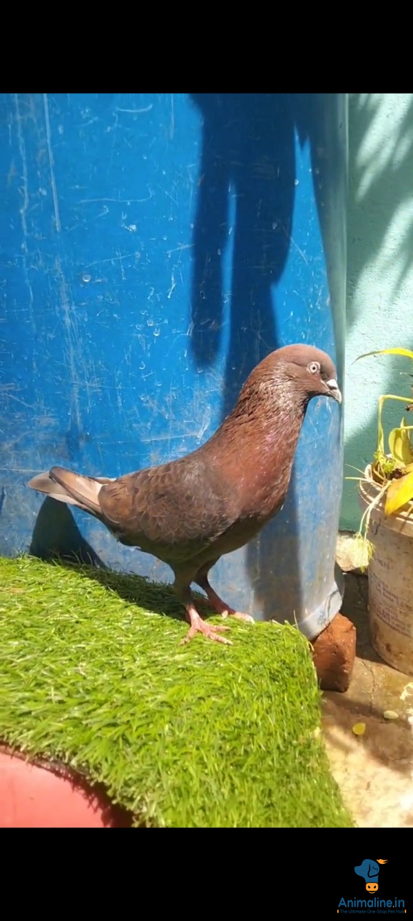 Male homebreed quality pigeon 