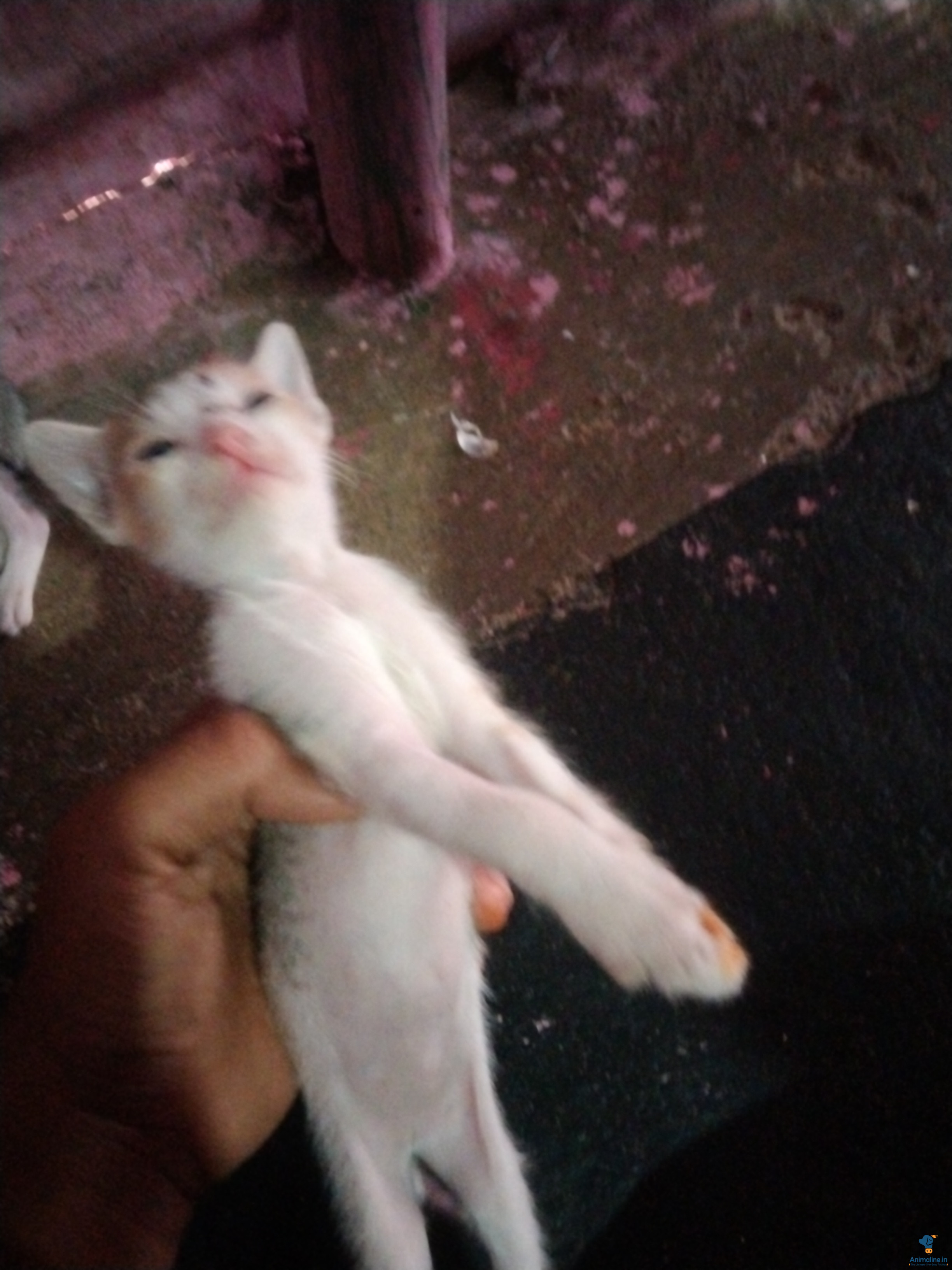 Healthy and Active Female  for Sale