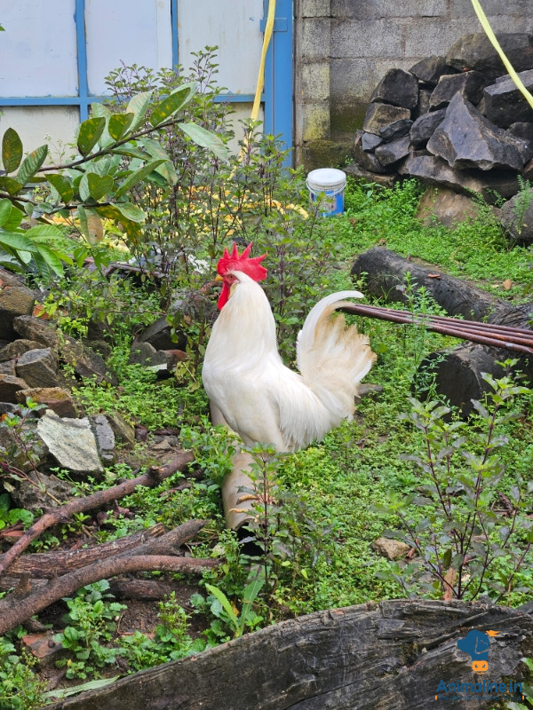 Orginal natti kozhi of karnataka