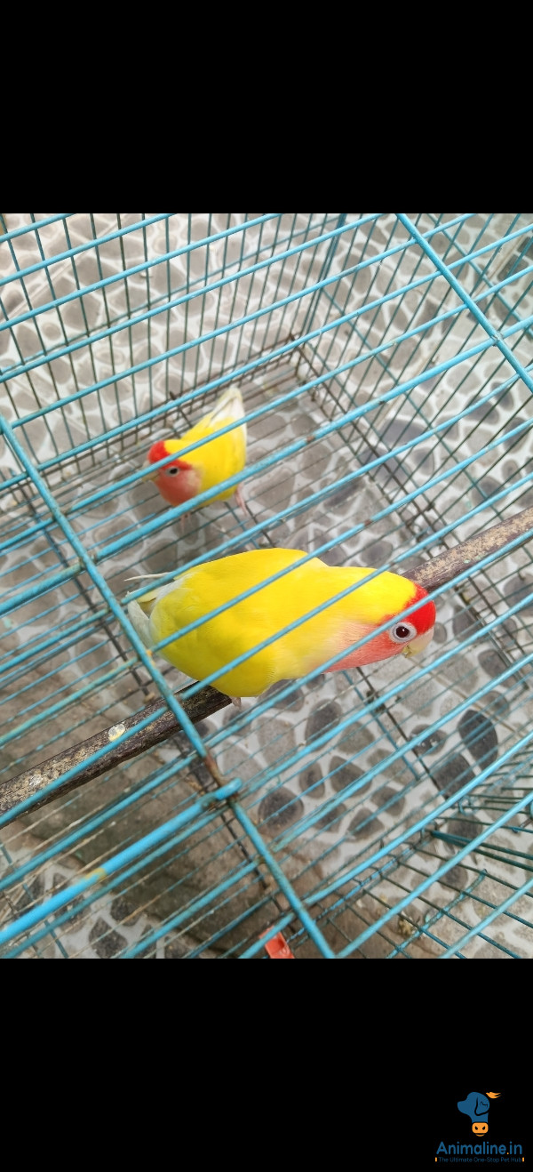 1.5 yrs semi adult pair 