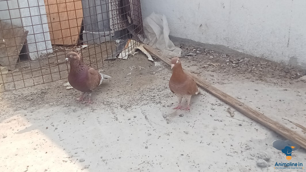 ಮಾರಾಟಕ್ಕಿದೆ ಆರೋಗ್ಯಕರ ಪುರುಷ