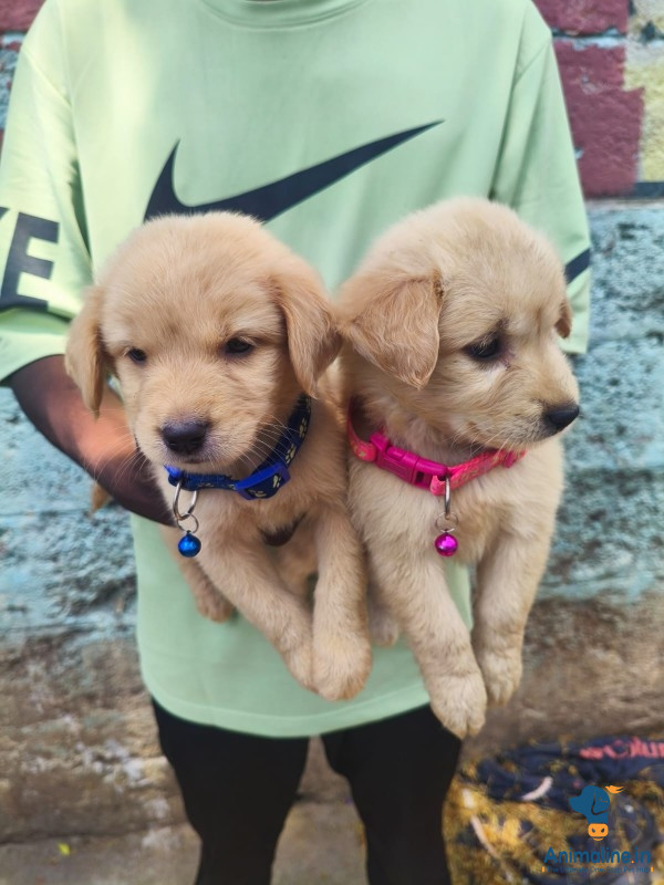 Healthy and Active Male&Females Golden Retriever for Sale