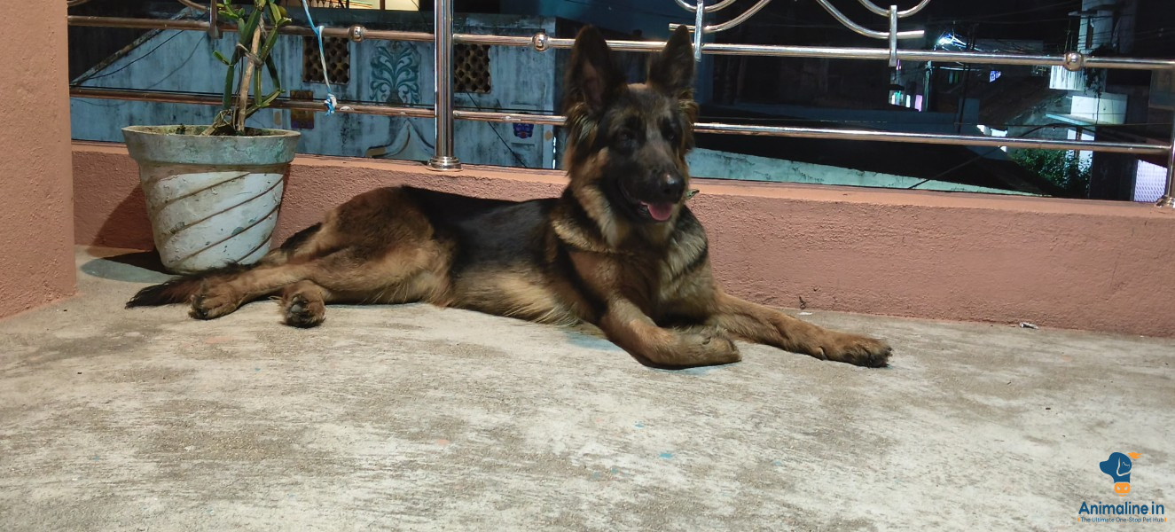 Healthy and Active Male German Shepherd Dog for Sale