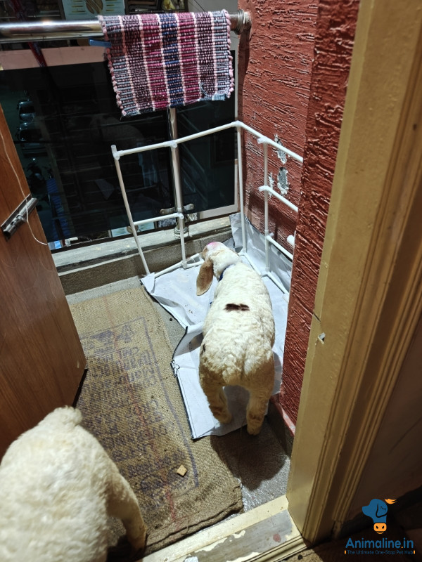 3 month old goat male and female both