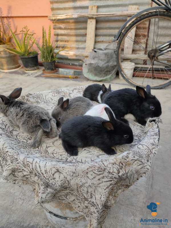1 month old baby rabbit bunnies 