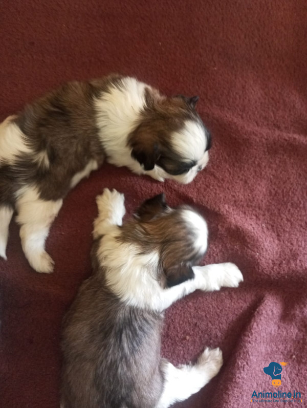 35 days almost one months 