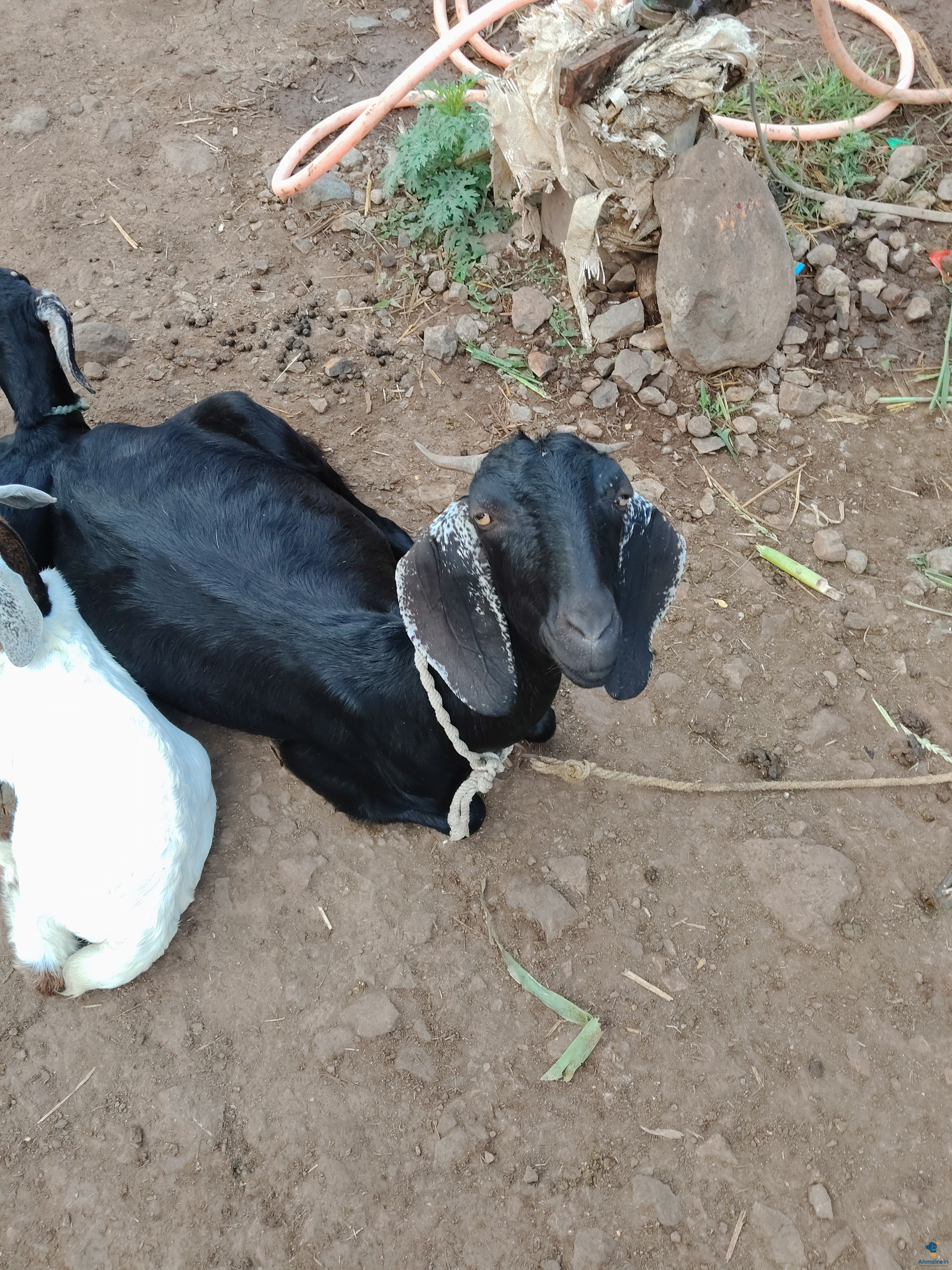 ಮಾರಾಟಕ್ಕಿದೆ ಆರೋಗ್ಯಕರ ಪುರುಷ