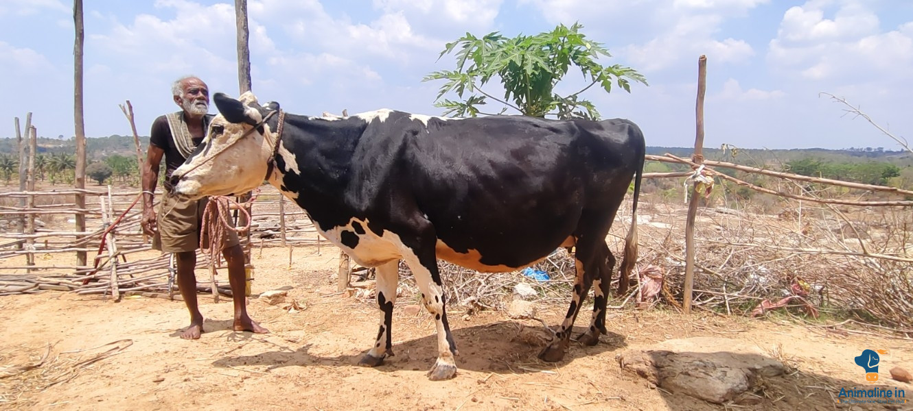 ಮೂರು ವರ್ಷ ಹಸು