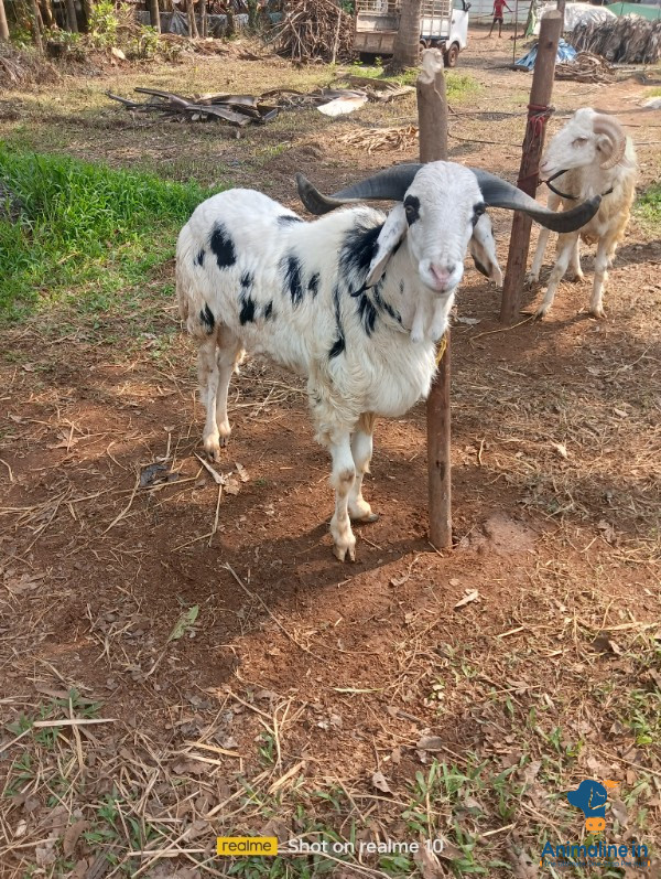 Healthy and Active Male Others for Sale