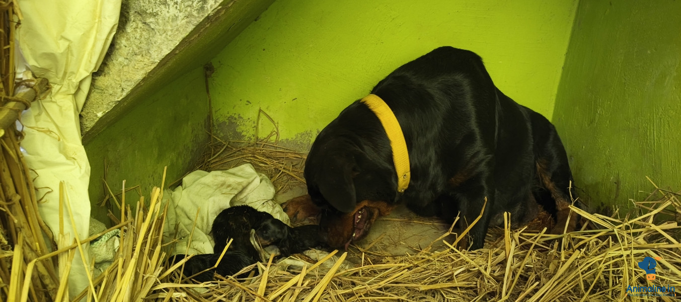 Ex - 3 day's old puppies in, March   