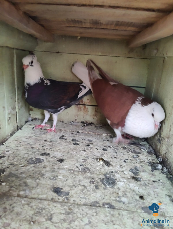 Premium  Bird for Adoption