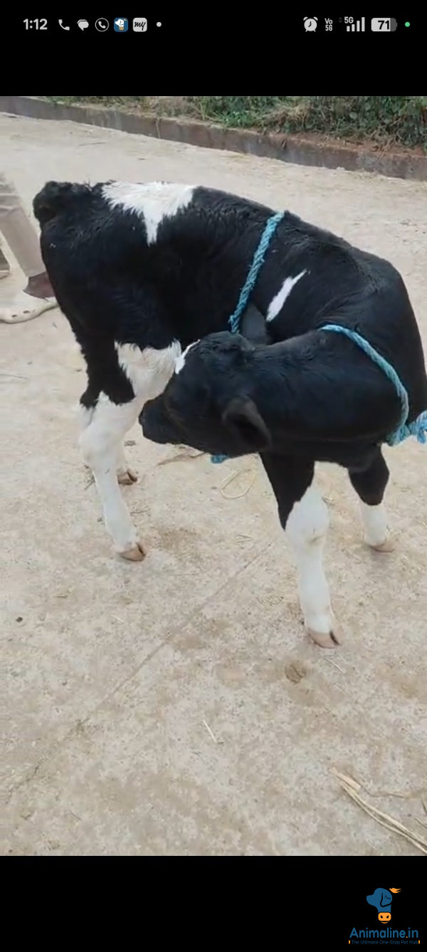 15 ಡೇಸ್ ಕರು 