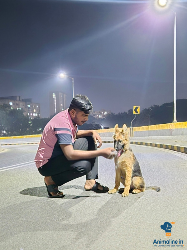 Premium German Shepherd Dog Dog for Adoption