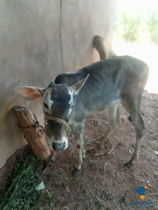 ಪ್ರೀಮಿಯಂ  Buffalo Male {}