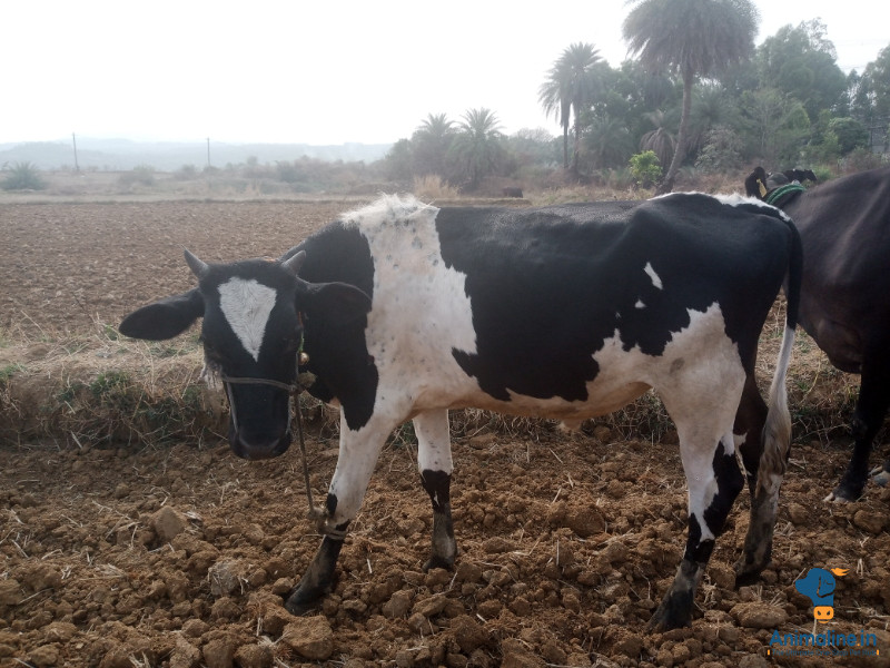 ಮಾರಾಟಕ್ಕಿದೆ ಆರೋಗ್ಯಕರ  Others