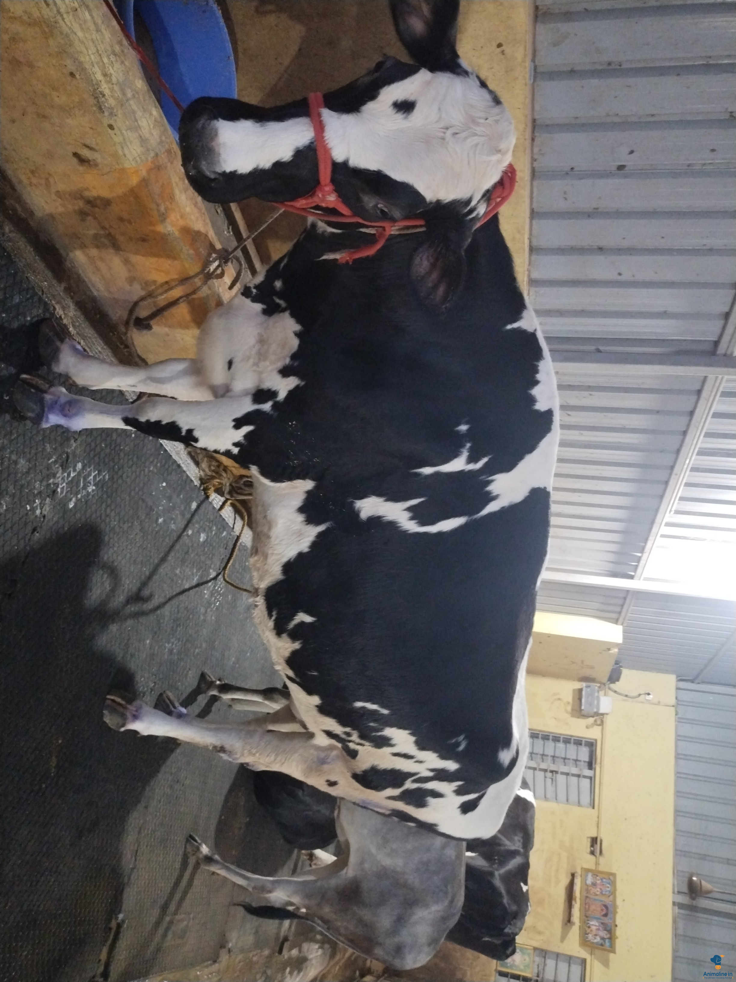 Premium  Cow for Adoption 