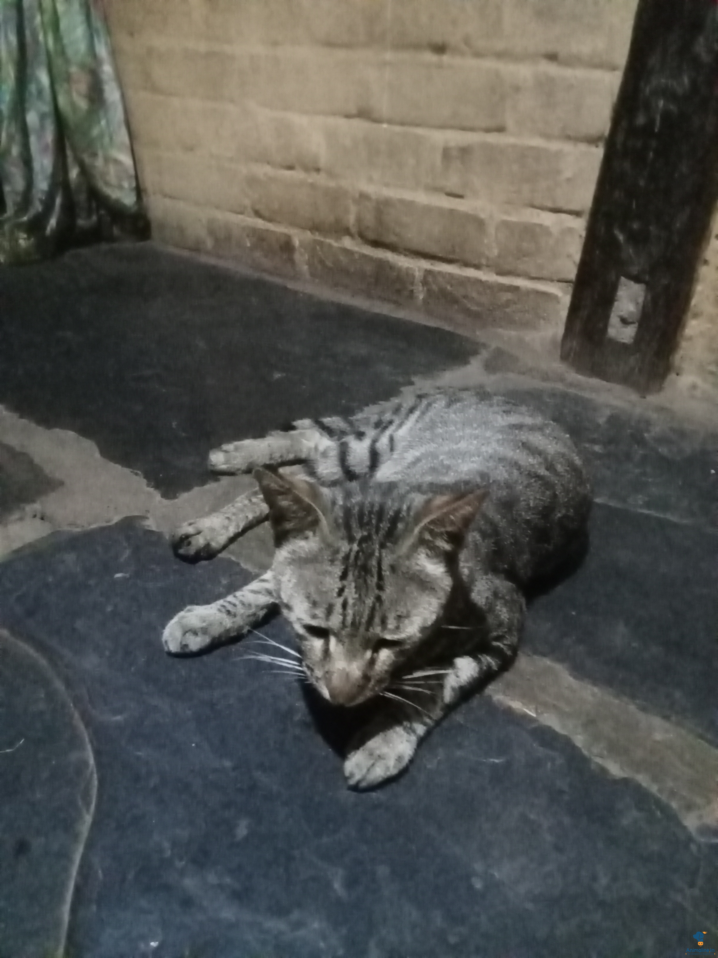  2 ತಿಂಗಳ ಗಂಡು ಬೆಕ್ಕು ಆರೋಗ್ಯ ವಾಗಿದೆ 