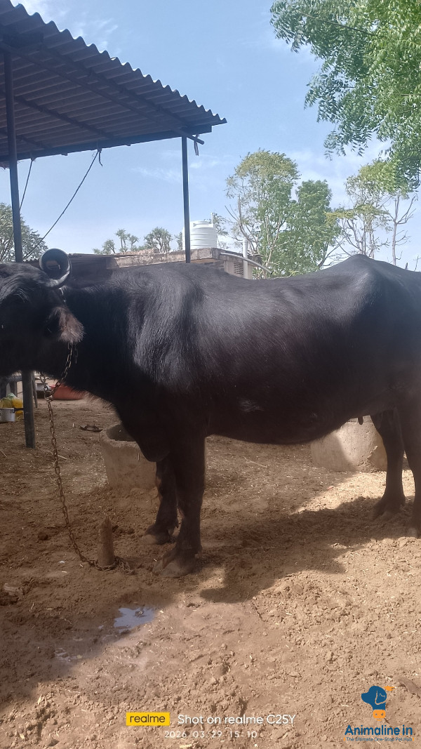 बिक्री के लिए स्वस्थ और सक्रिय  Murrah