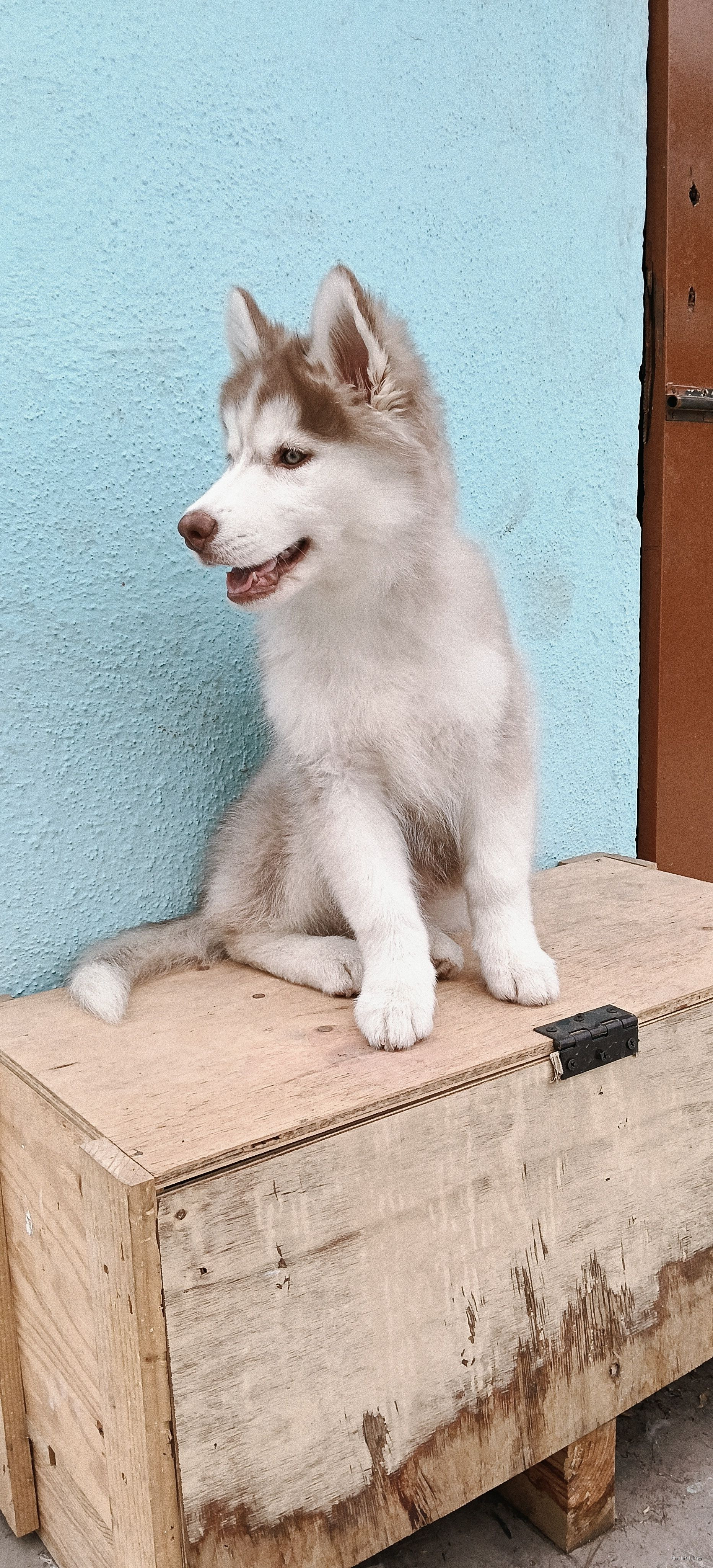 Exotic Husky with all vaccine completed