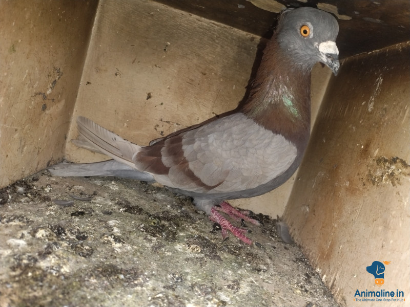 ಮಾರಾಟಕ್ಕಿದೆ ಆರೋಗ್ಯಕರ ಪುರುಷ