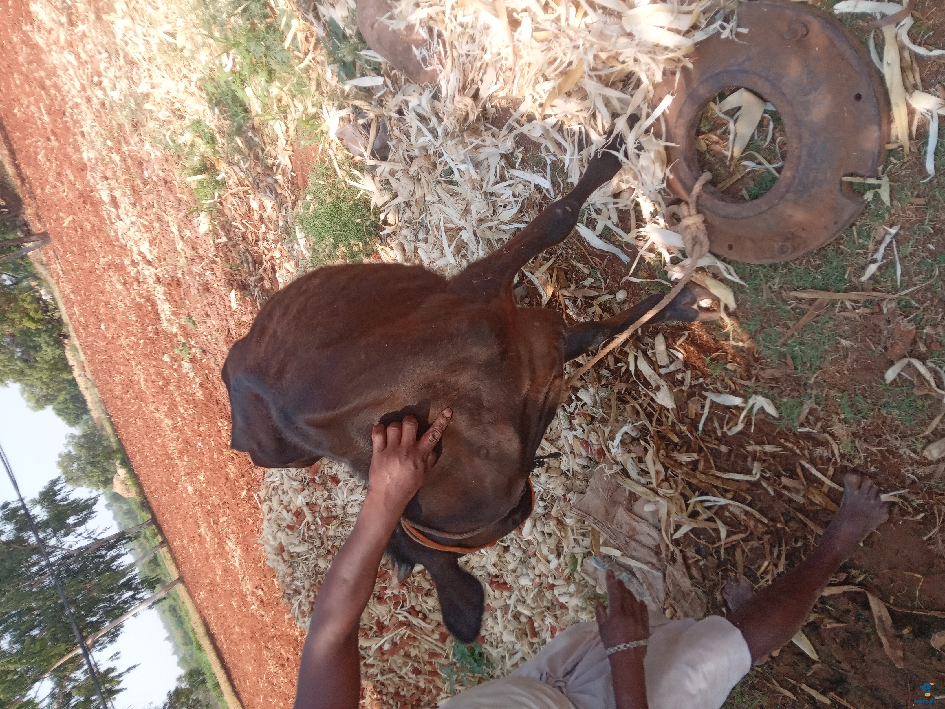 ಮಾರಾಟಕ್ಕಿದೆ 