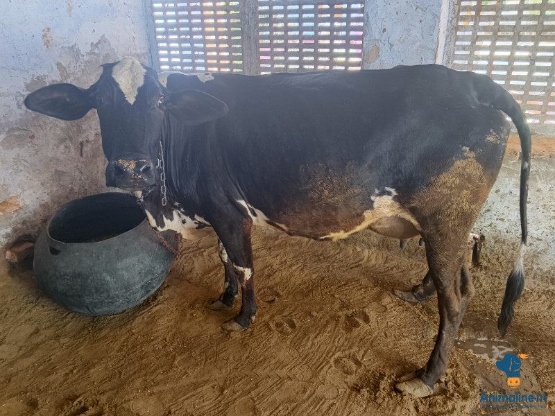 4 साल की मादा गाय