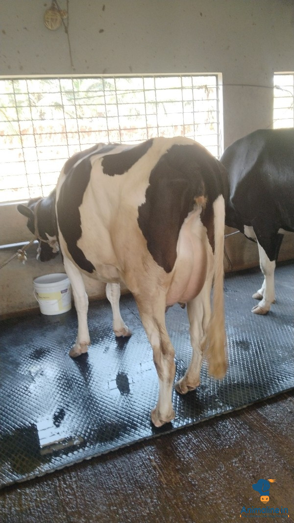 ಮಾರಾಟಕ್ಕಿದೆ ಆರೋಗ್ಯಕರ