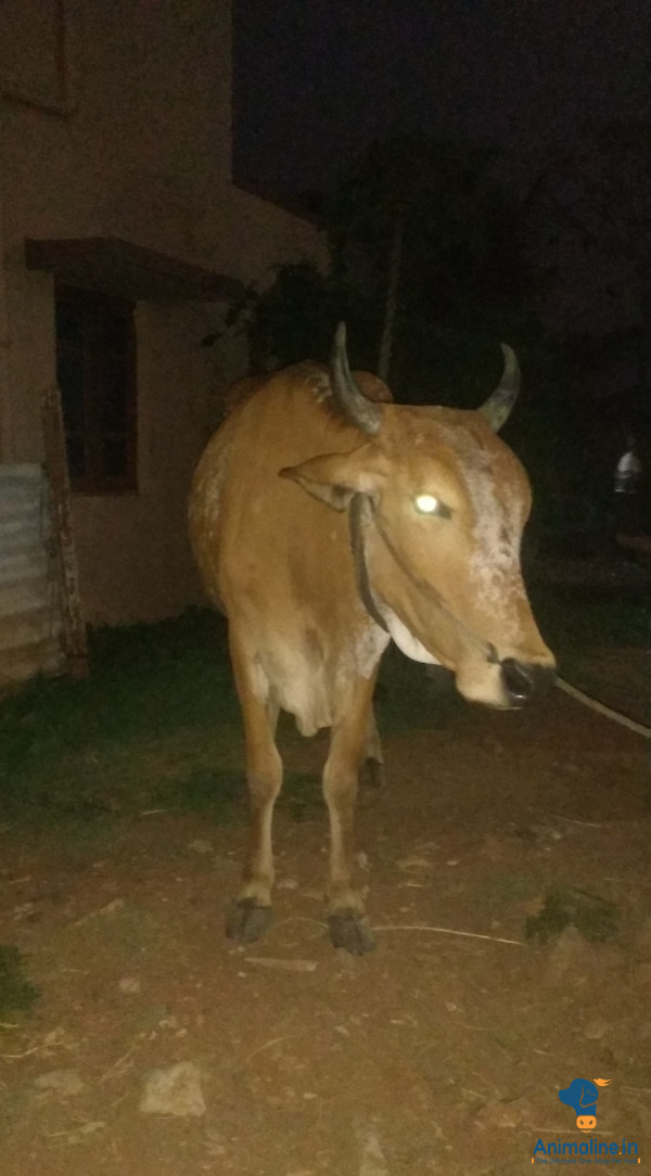 ಐದು ವರ್ಷದ ಹಸು