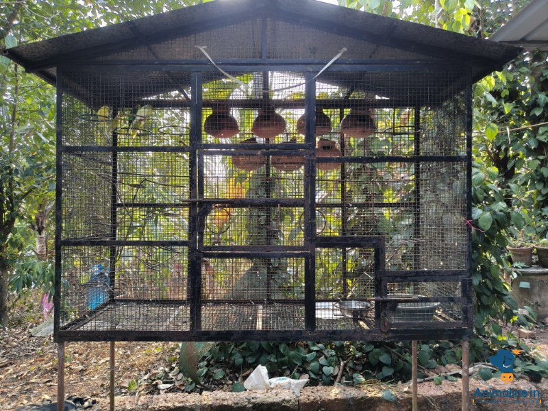 Love Birds with Cage set for sale