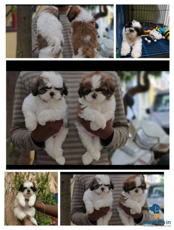 40days Shih Tzu puppy available transportation available