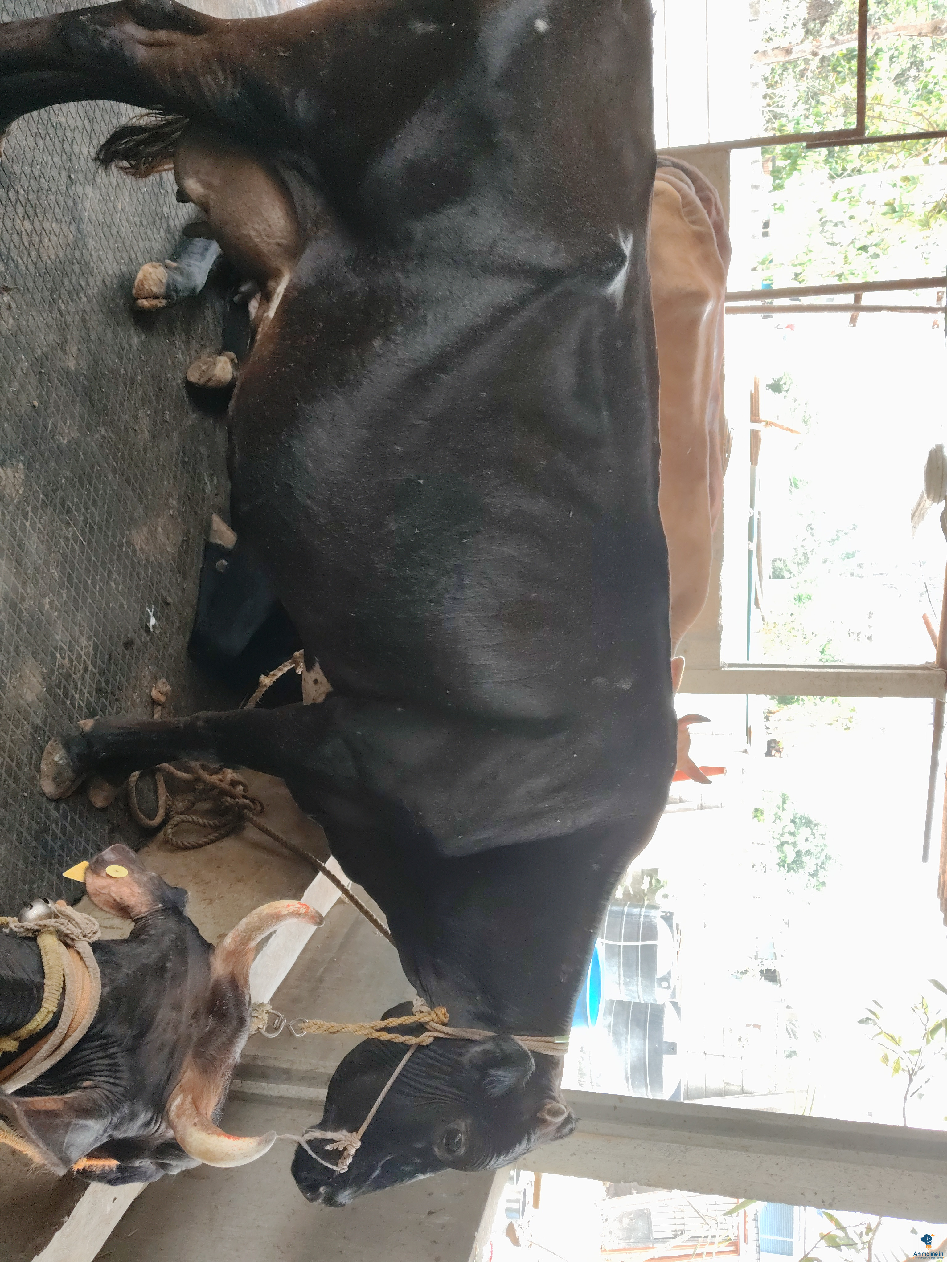 5 year old female cow