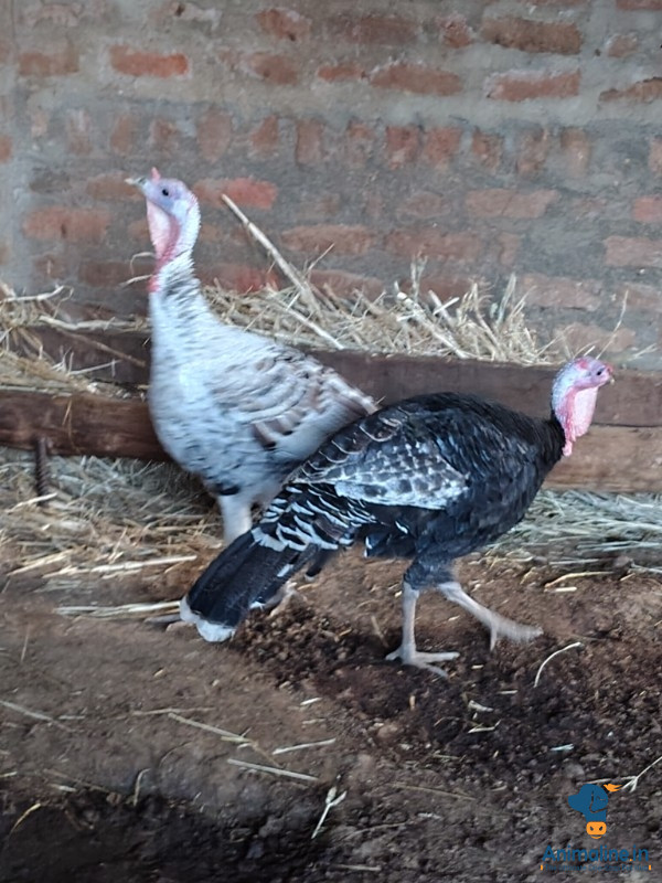 11 ತಿಂಗಳ ಎರಡು ಗಂಡು ಟರ್ಕಿ ಕೋಳಿ 