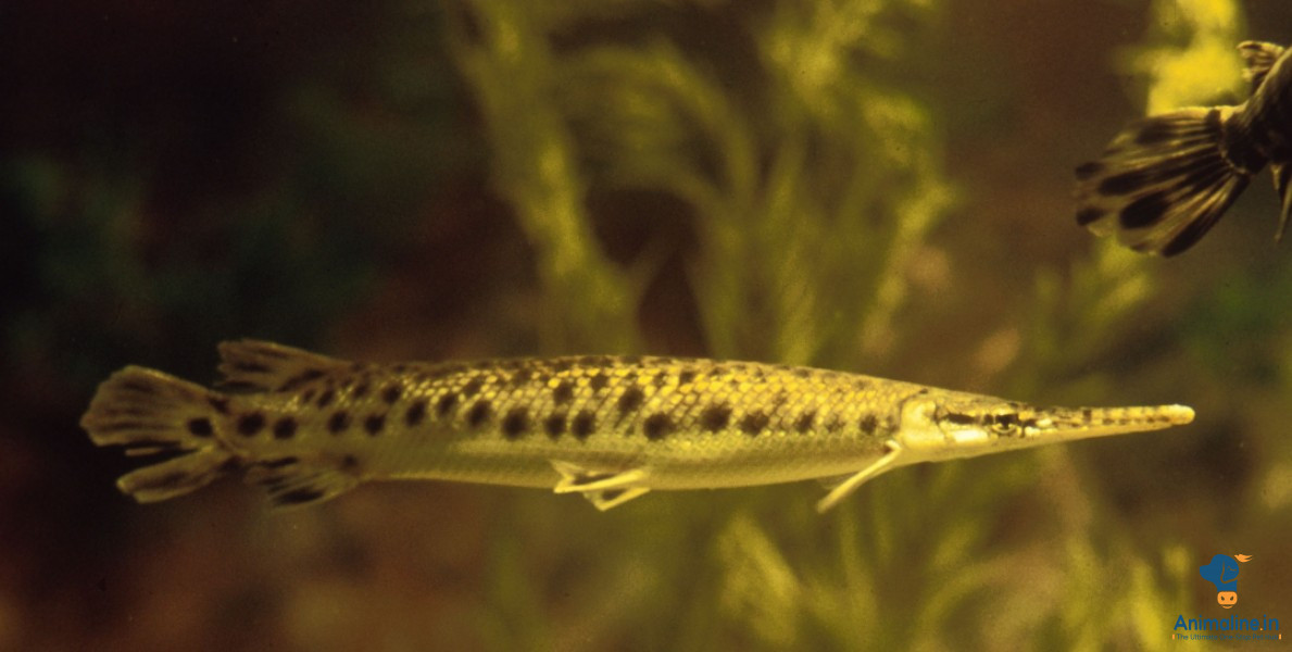 Healthy and Active   for Sale