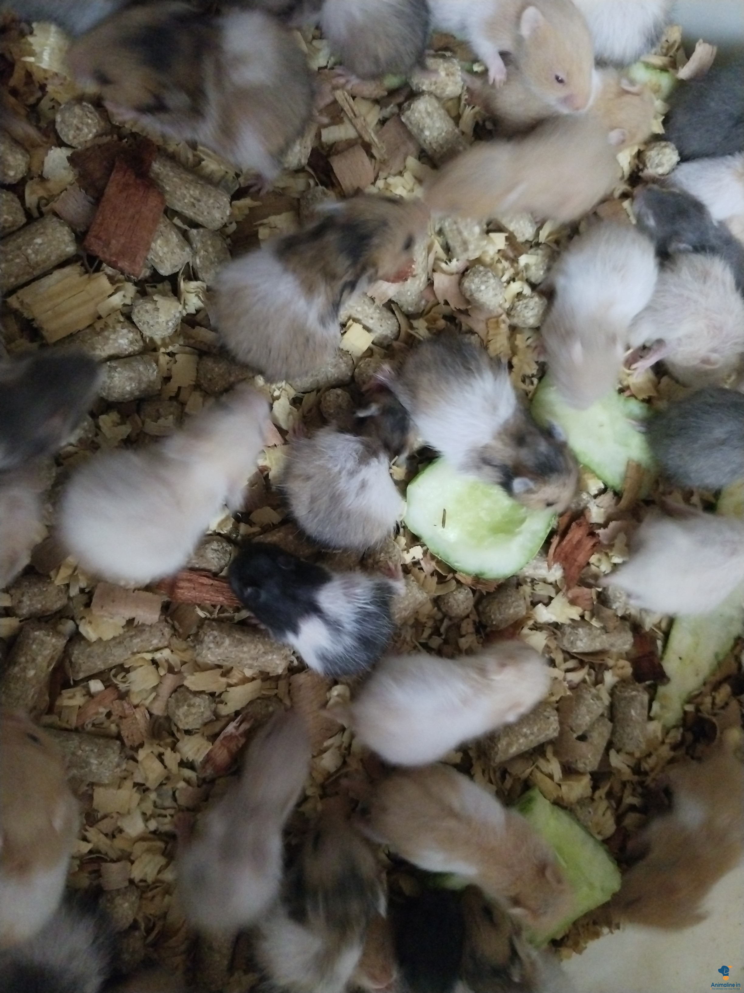 30 days male and female