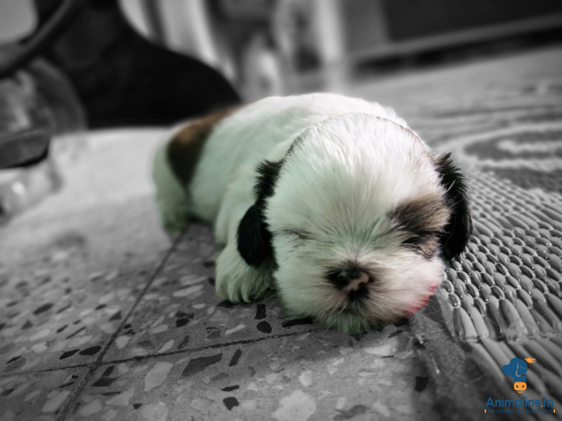 Healthy and Active Female Shih Tzu for Sale