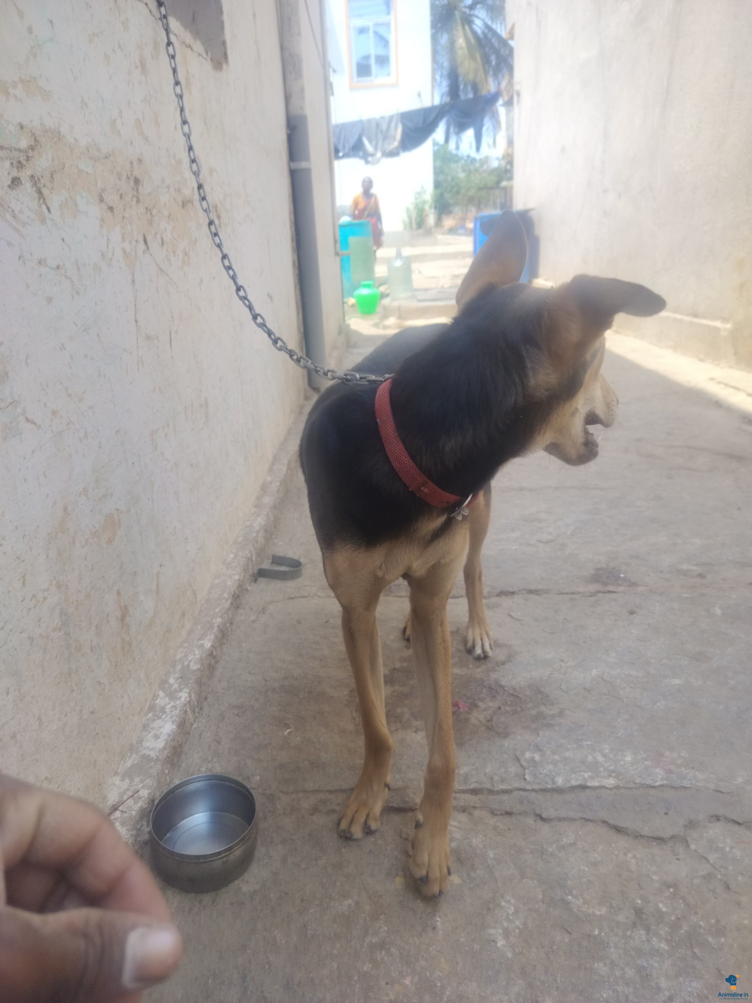 ಪ್ರೀಮಿಯಂ Normal Dog ನಾಯಿ {1