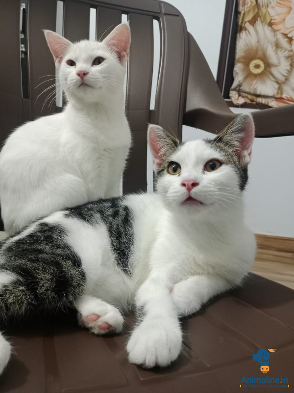 Healthy Persian Kittens Available for Adoption