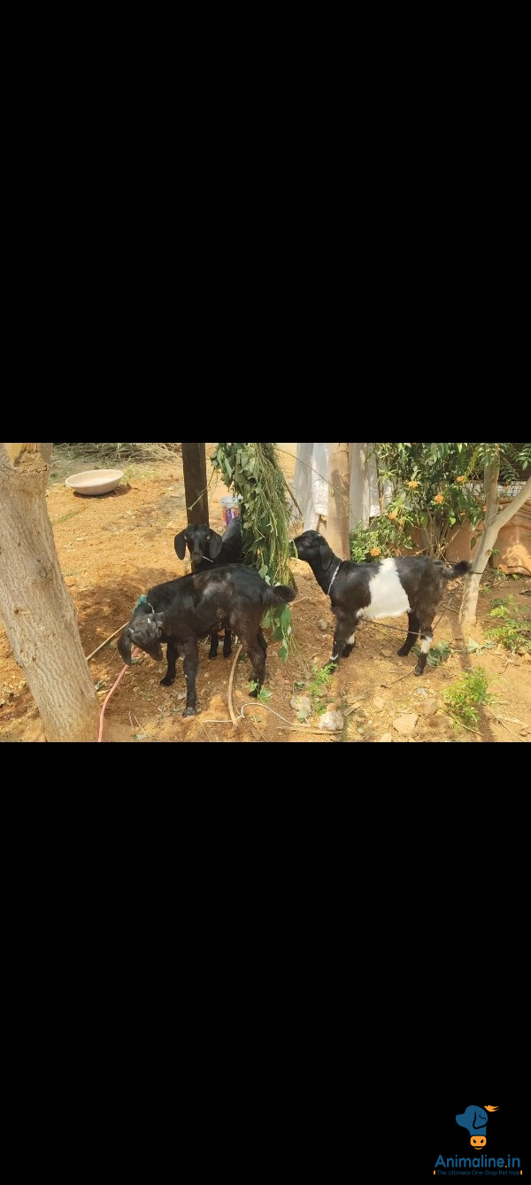Deshavalli 