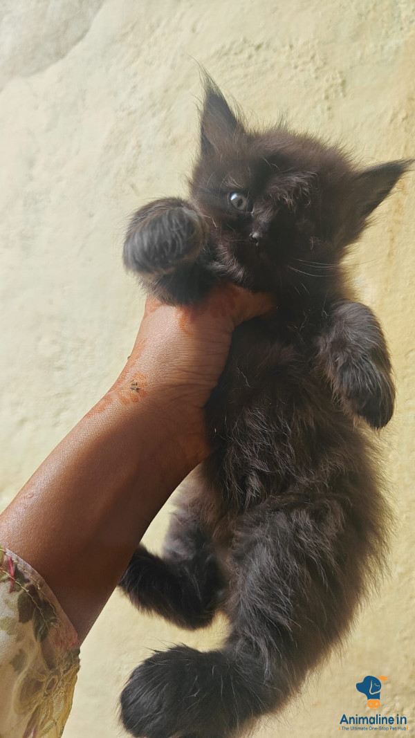 Pirshan cats 